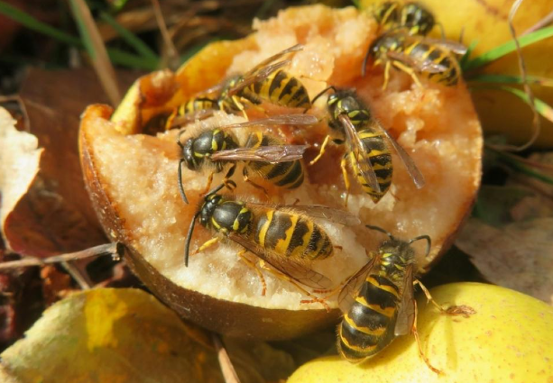 4 ways to get rid of insects