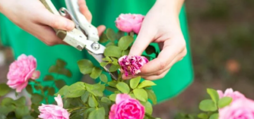 How to increase flowering in rose plants
