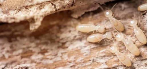 How to kill termites?