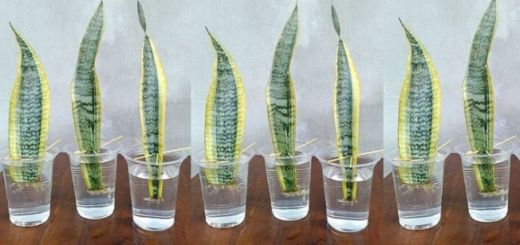 Plant snake tongue with leaves in water