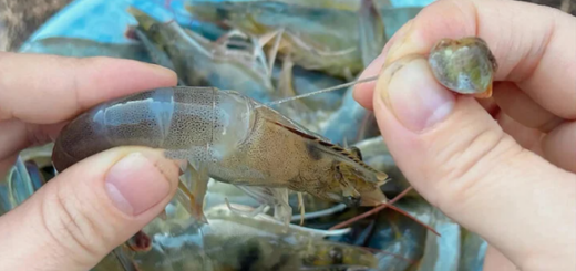 Slowly fold the shrimp head down, gently squeeze the head from the bottom up and then slowly pull the shrimp thread out.