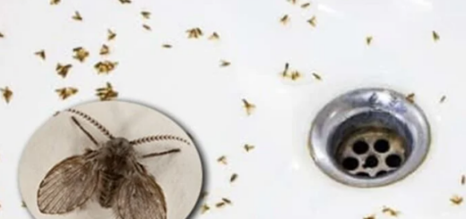 Clean the bathroom If there are small flying insects in your bathroom, one of the first steps you should take is to thoroughly clean the space. Insects often like to hide and breed in wet and dirty areas. By cleaning your bathroom regularly, making sure to remove any stains and potential food sources for insects, you can reduce the likelihood of them appearing. Check and repair any openings in the bathroom's walls, floors or windows. This helps prevent insects from entering, reducing the risk of them appearing in the bathroom. In addition, it is necessary to eliminate food and water sources for insects by keeping the bathroom dry and clean; Make sure the bathtub and shower are free of water leaks as this can create an environment favorable to insect growth. Install anti-insect nets A common way to avoid having to deal with insects is to install door screens and drain screens to prevent them from entering your home. In addition, mechanical means such as fans and extractors can also help keep the space in the bathroom cool and free of insects. Maintaining hygiene and maintenance of drainage systems and septic tanks is also important to prevent the growth of mosquitoes and insects. This way, you can minimize the risk of their appearance in the bathroom, protecting the health and comfort of your family. Use natural ingredients to kill insects One of the answers to the question of what to do if there are small flying insects in the bathroom is to use natural methods to get rid of them. A popular method is to use a mixture of vinegar or soapy water to spray areas where insects commonly appear. The smell of vinegar or soap can make insects uncomfortable and not want to stay. In addition, you can also use fragrant natural essential oils such as mint, eucalyptus, or orange to repel insects. Regularly using this essential oil in the bathroom can keep the space fragrant, refreshing and keep insects away. The above methods should be performed periodically to prevent insect invasion. Use baking soda, salt and vinegar These are natural ingredients that effectively unclog drains. Just like boiling water, the main use of this mixture is to clean organic residue along the pipe, but it can clean pipes in deeper positions. After letting the mixture soak until morning, flush the pipe with boiling water. Regular drain cleaning is one of the effective ways to prevent insects from appearing in your home. Use insecticide products In some cases, the use of insecticidal products may be necessary if there are small flying insects in the bathroom. However, you need to choose products that are safe and do not harm human or pet health. Before using any insecticide, read the product label carefully and follow the instructions. If you are not confident in safely handling insects, you can contact professional pest control services. They always have the necessary experience and equipment to handle problems safely and effectively. By combining these measures, you can easily control and prevent the appearance of insects in the toilet, ensuring a healthy and comfortable living environment for your family.